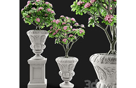 Adenium Desert rose in classic vase