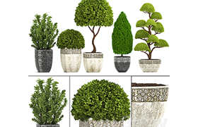 Plant collection 239 Garden plants, landscape design, classi