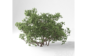 Pine Mountain Pumilio