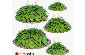 The host is lanceolate