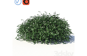 Chubushnik (jasmine) with lying on the ground branches and