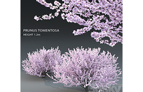 Prunus tomentosa (cherry)