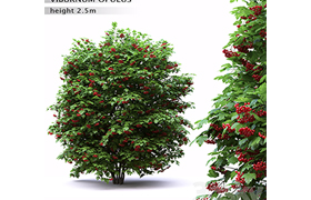 Red Wild Red Viburnum