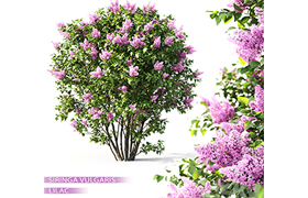 Syringa