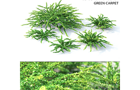 Barbaris Tunberga Green Carpet