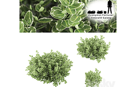 Fortescu bushes Euonymus Fortunei Emerald Gaiety