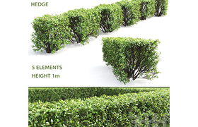 Cotoneaster shiny hedge # 4