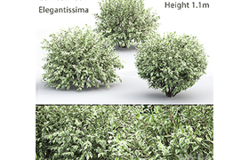 Derain White Elegantissima # 1