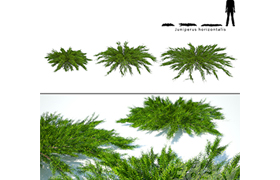 Juniper horizontal Juniperus horizontalis