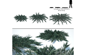 Juniper horizontal Juniperus horizontalis Blue Chip