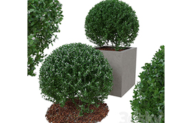 Boxwood bush in the form of a ball