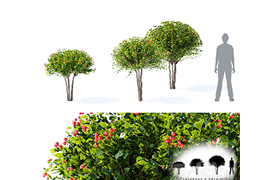 Hawthorn plowy Crataegus x persimilis