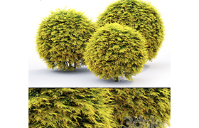 Thuja Golden Globe