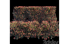 Syzygium Oleinum_Hedge