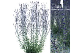 Perovsky wormwood Perovskia abrotanoides