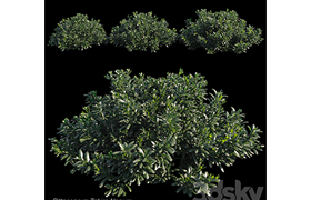 Pittosporum tobira nanum