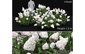 Hydrangea Paniculata