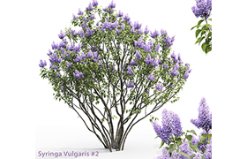Syringa vulgaris # 2