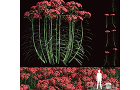 Yarrow flowers Achillea millefolium