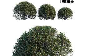 Pittosporum Tobira Japanese Mock Orange bush