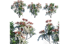 Pieris Japonica Forest Flame Lily of the valley bush