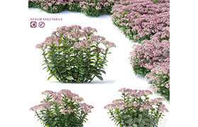 Sedum prominent Flowers Sedum spectabile