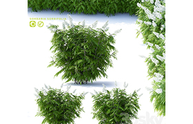 Fieldfare mountain ash 3 bushes Sorbaria sorbifolia v2