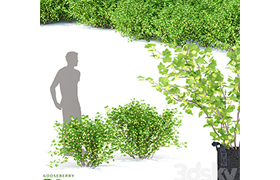 Gooseberry bushes Gooseberry