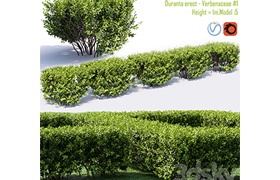 Duranta repens - Sheenas Gold- Duranta erect # 1