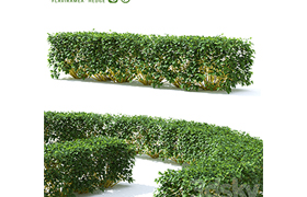 Derain hedge Cornus sericea `Flaviramea