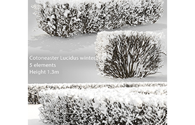 Cotoneaster lucidus Winter hedge # 3