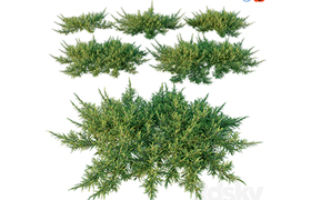 Juniperus sabina Scandia juniper