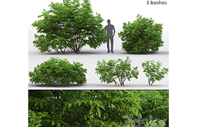 Elderberry Sambucus nigra # 3