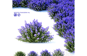 Fassens Catcher Nepeta fassenii # 2