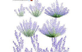 Perovskia atriplicifolia Russian Sage