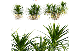 Pandanus amaryllifolius Pandan leaves Edible pandan 02