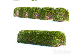 Spirea birch-leaved Hedge Spiraea betulifolia # 2