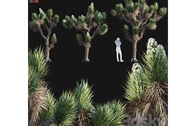 Yucca Brevifolia - Joshua Tree - 02