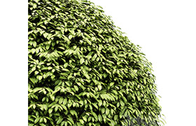 3 Dwarf Yaupon Holly - Spherical Plant