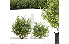 Blueberry bushes Blueberry