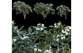 Plumeria Obtusa - White Frangipani - 01