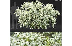 Spiraea Vanhouttei