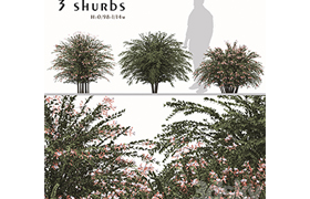 Set of Abelia grandiflora Plants (Pearl Acacia) (3 Shrubs)