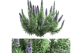 Pride of Madeira - Echium candicans