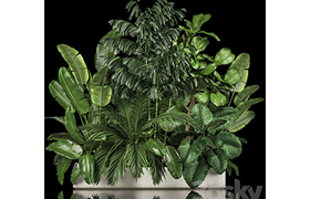 A collection of plants for a home garden with thickets and b