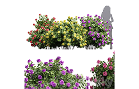 New Plant High detail Climbing Roses Bush