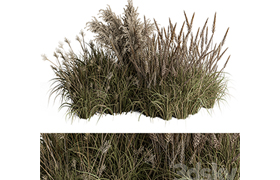 Pampas Plant Bush Set 96