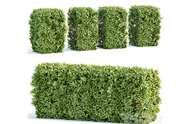 Laurel Hedging Bushes vol 111