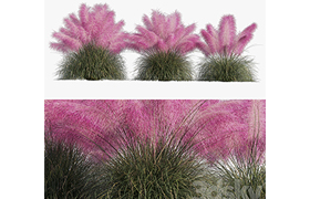 Muhlenbergia Capillaris - Pink Muhly Grass