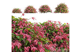 Nandina Domestica Pygmaea - Dwarf Sacred Bamboo